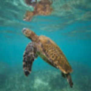 Meet your Posher, Nealie